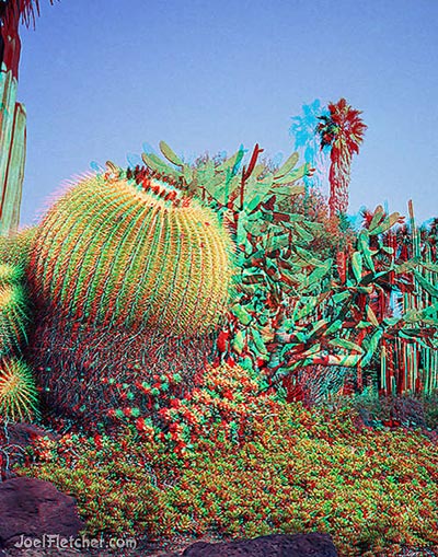  Cactus botanical garden. 