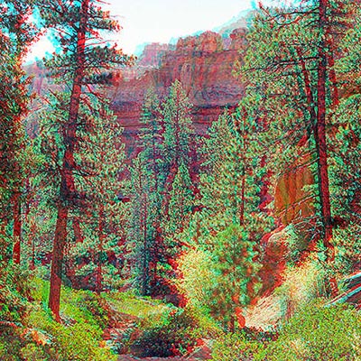 Magical pine forest at Bryce.