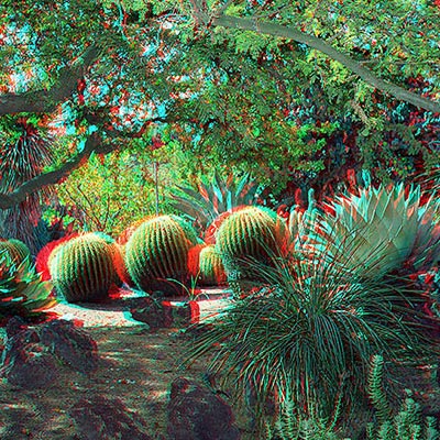 Cactus desert garden in 3D.