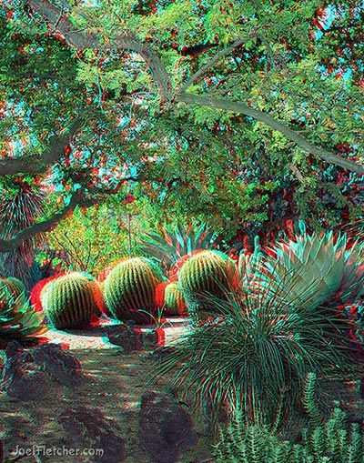 Cactus desert garden in 3D. 
