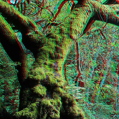  Mossy tree with face in 3D. 