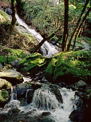 Rainforest waterfall.