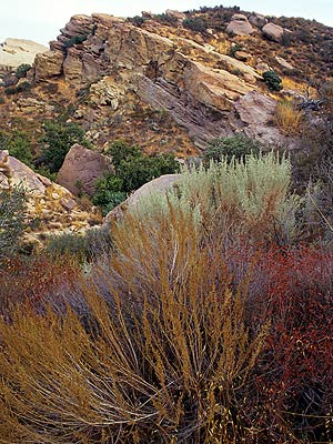 Colorful bushes at Vasquez Rocks.