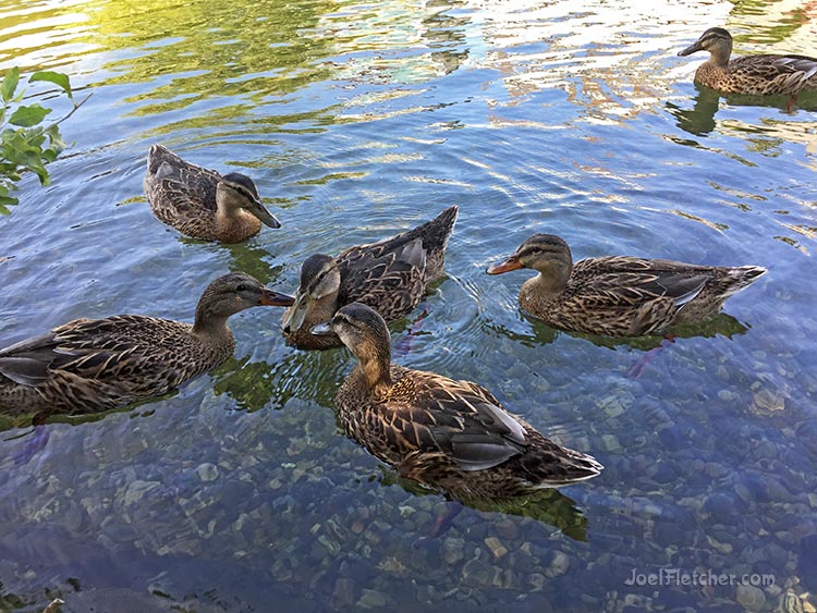5 ducks having a conference, while another watches from afar.
