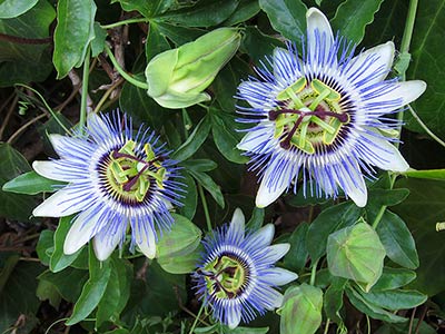 Three blossoms of the Blue Passion Flower.