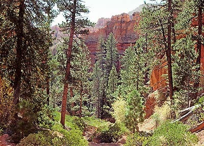Pine grove in Bryce Canyon park