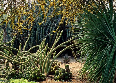 Cactus garden at the Huntington.
